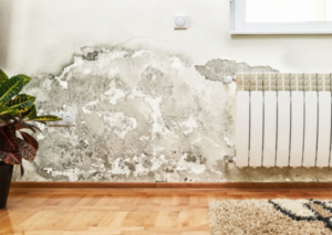 5 cách xử lý tường nhà ẩm mốc hiệu quả nhất Tư Vấn Xây Dựng